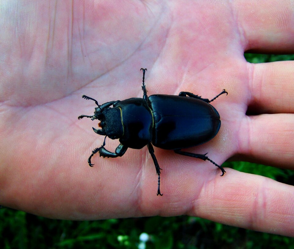 Stag-beetle female insect