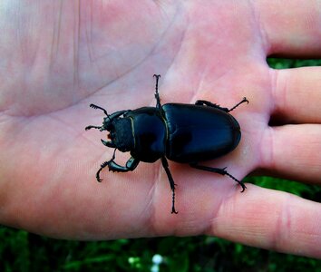 Stag-beetle female insect
