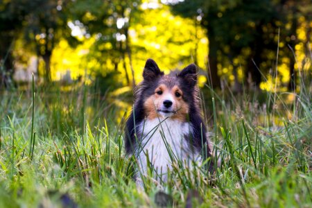 Sheltie animal portrait close up photo