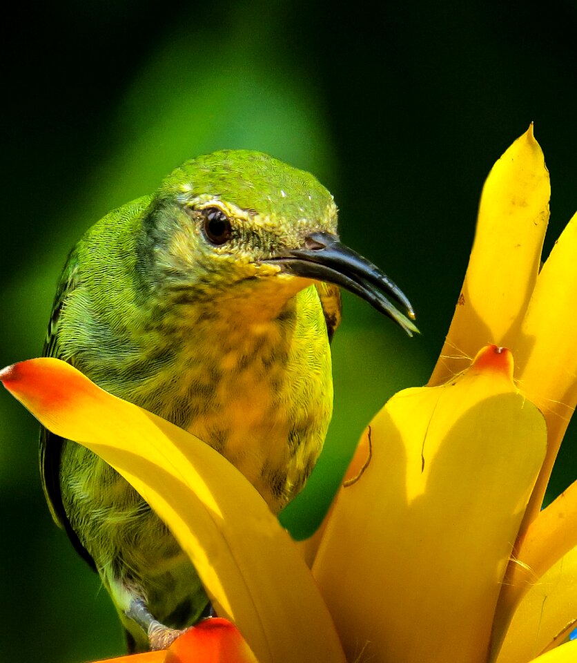 Colorful color blossom