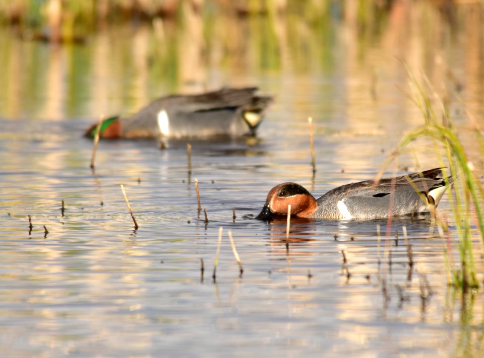 Green-winged teal at Seedskadee National Wildlife Refuge