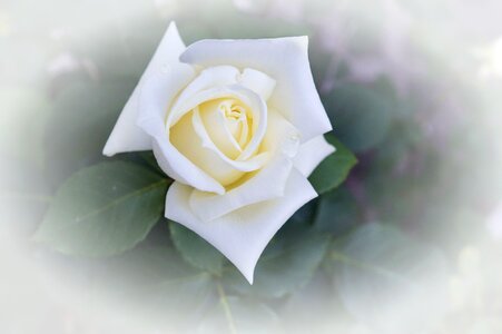 Nature flower rose bloom