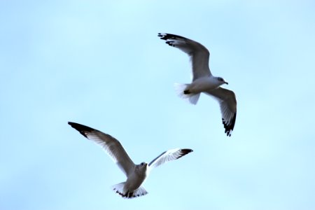 Birds in the sky
