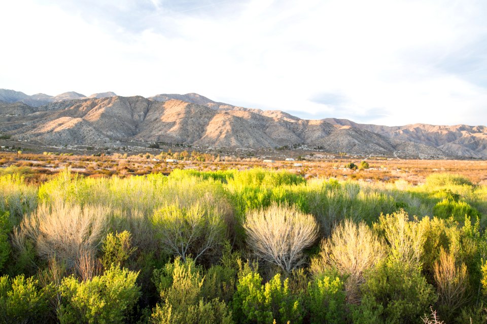 Big Morongo Canyon Preserve