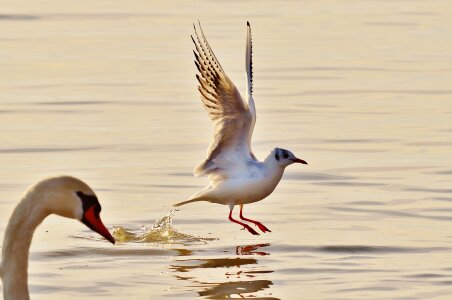 Lake constance animal world lake photo