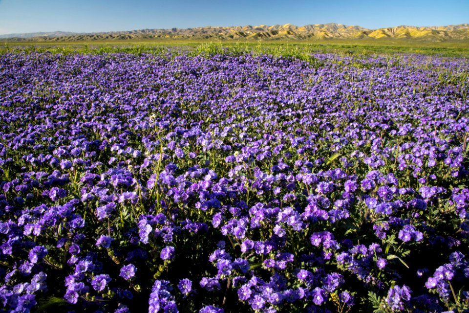 Super Bloom 2017 at Carrizo Plain National Monument