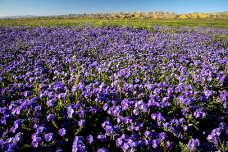 Super Bloom 2017 at Carrizo Plain National Monument