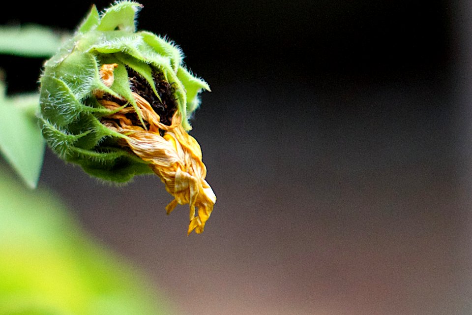 Sunflower Beak