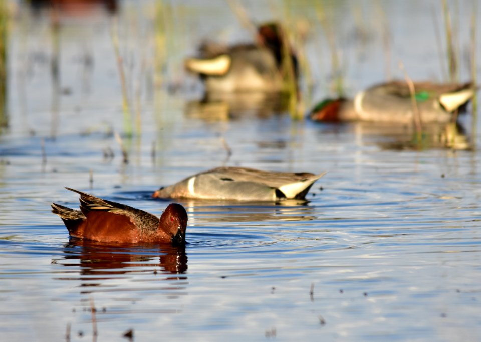 Cinnamon teal at Seedskadee National Wildlife Refuge
