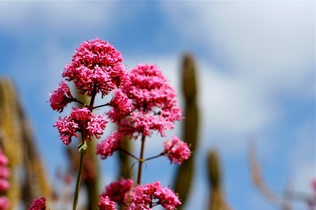 Desert Flower Garden