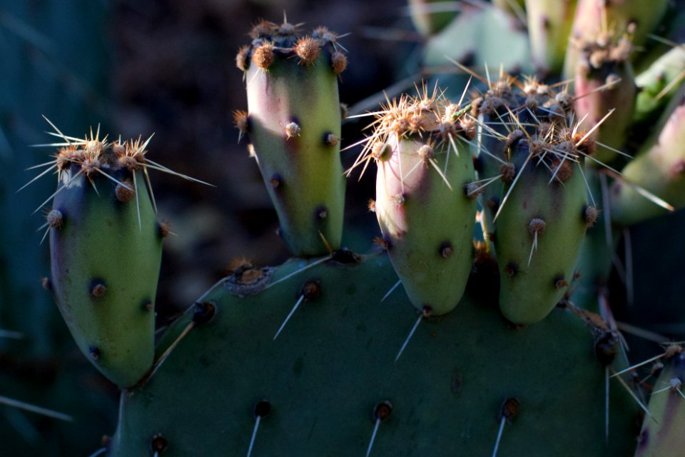 Ripening Cactus Fruit