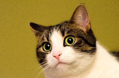 Portrait cat face animal portrait photo