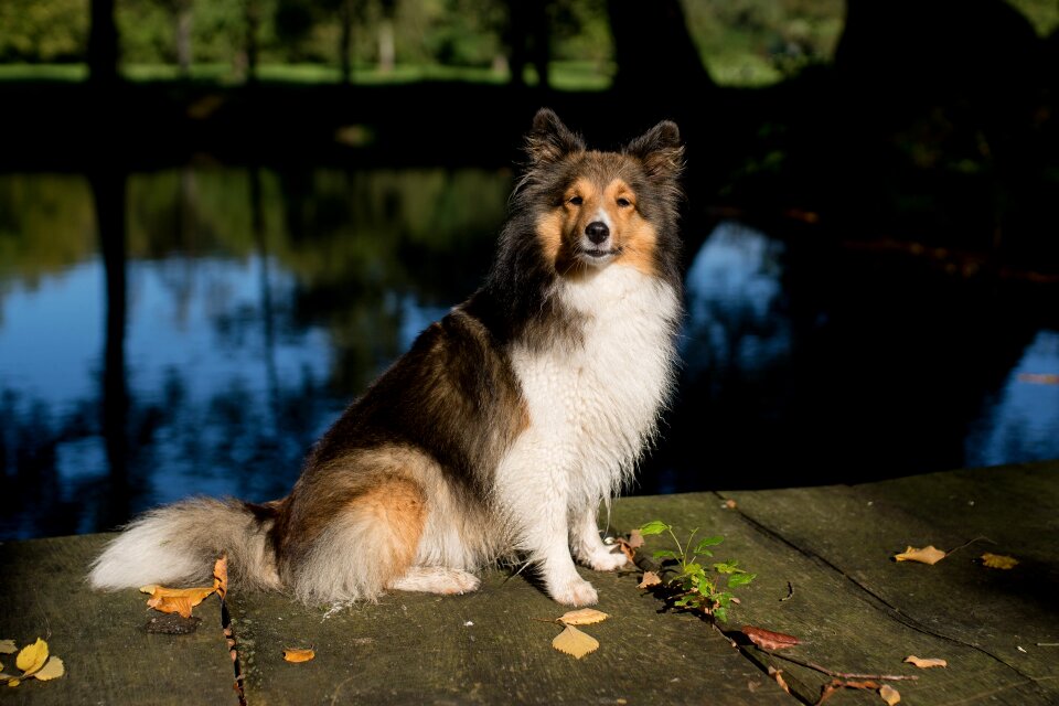 Sheltie animal portrait close up