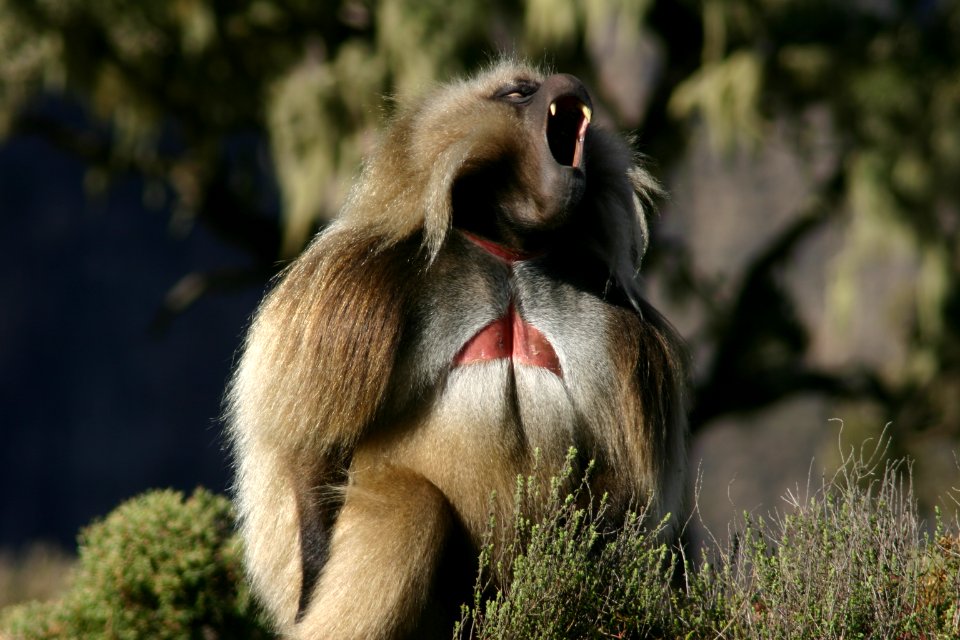 Gelada Baboon, Simien Mountains National Park, Ethiopian Highlands