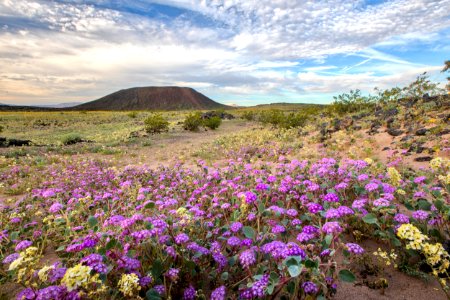 Amboy Crater