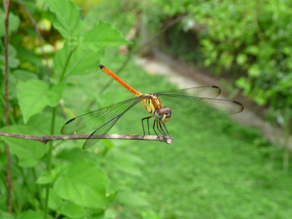 Insect wings bug
