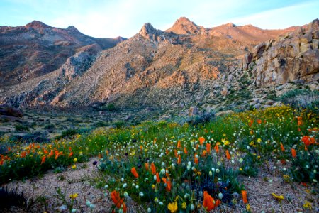 Owens Peak Wilderness photo