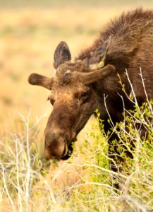 Moose at Seedskadee National Wildlife Refuge