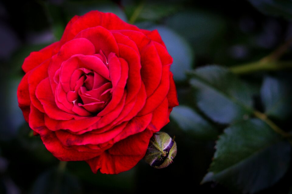 Blossom bloom rose bloom