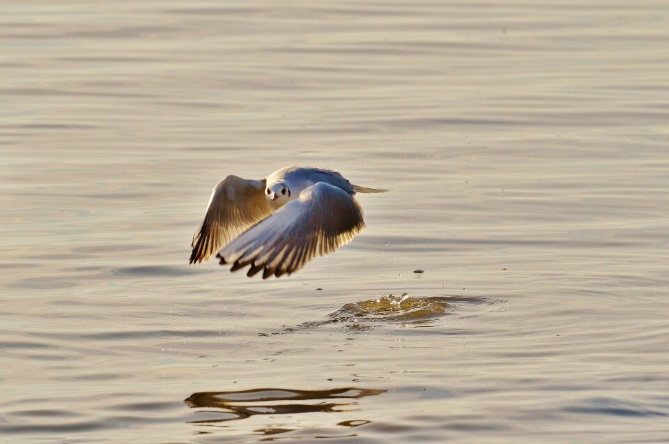 Animal world lake bird