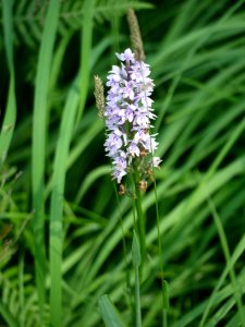 Heath Spotted Orchid