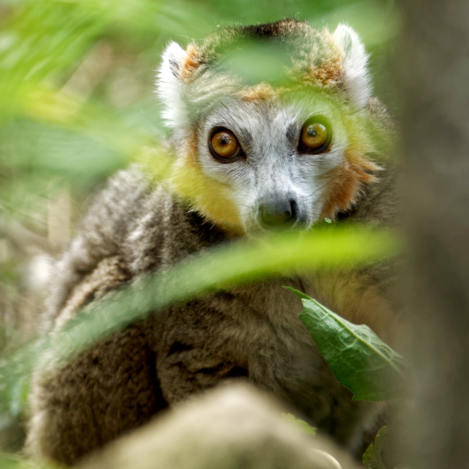 Crowned Lemur, Marwell Zoo
