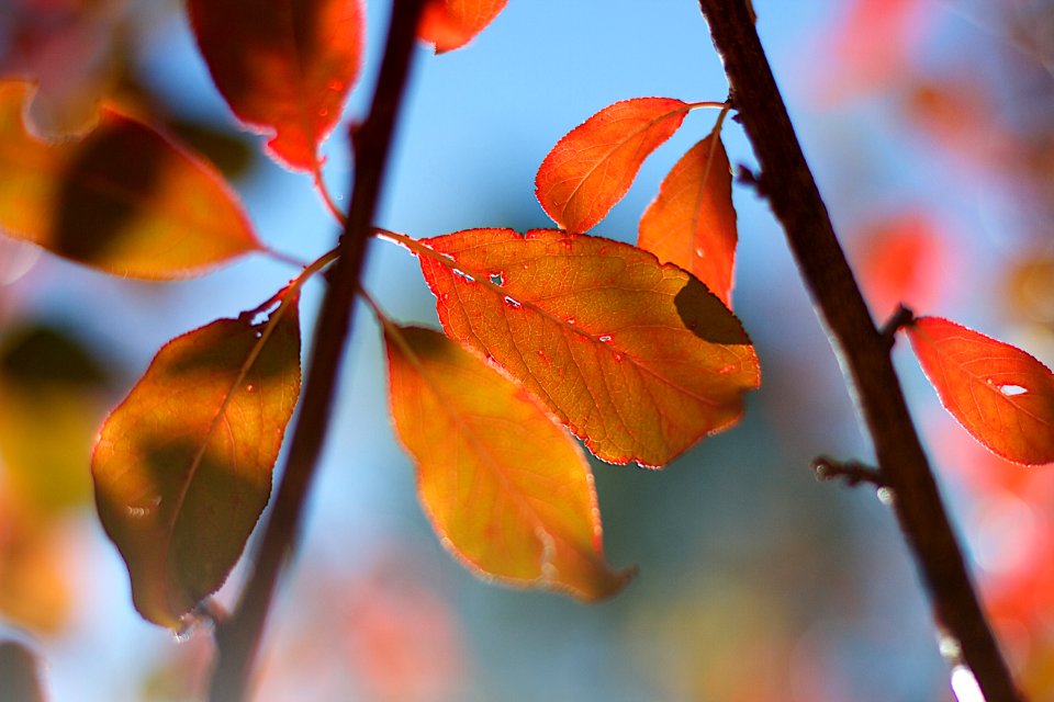 The Autumn Show Goes On