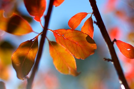 The Autumn Show Goes On