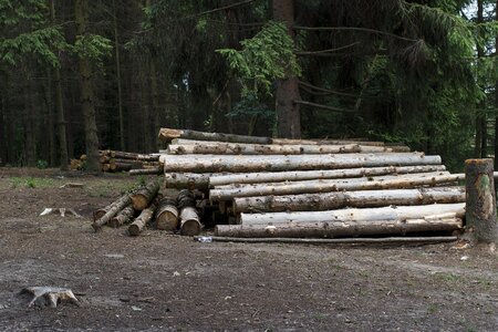 Felling dirt wood