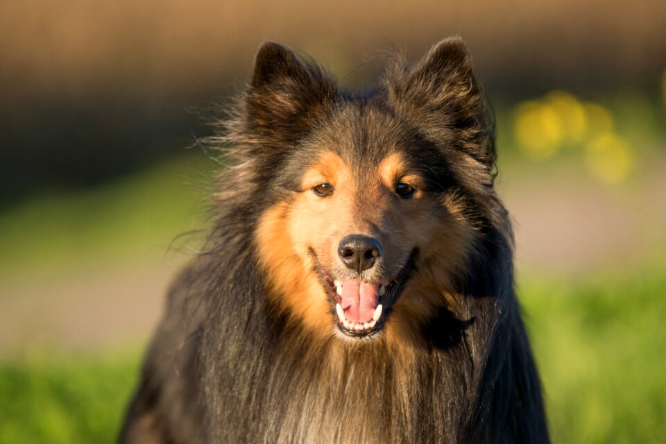 Sheltie animal portrait close up