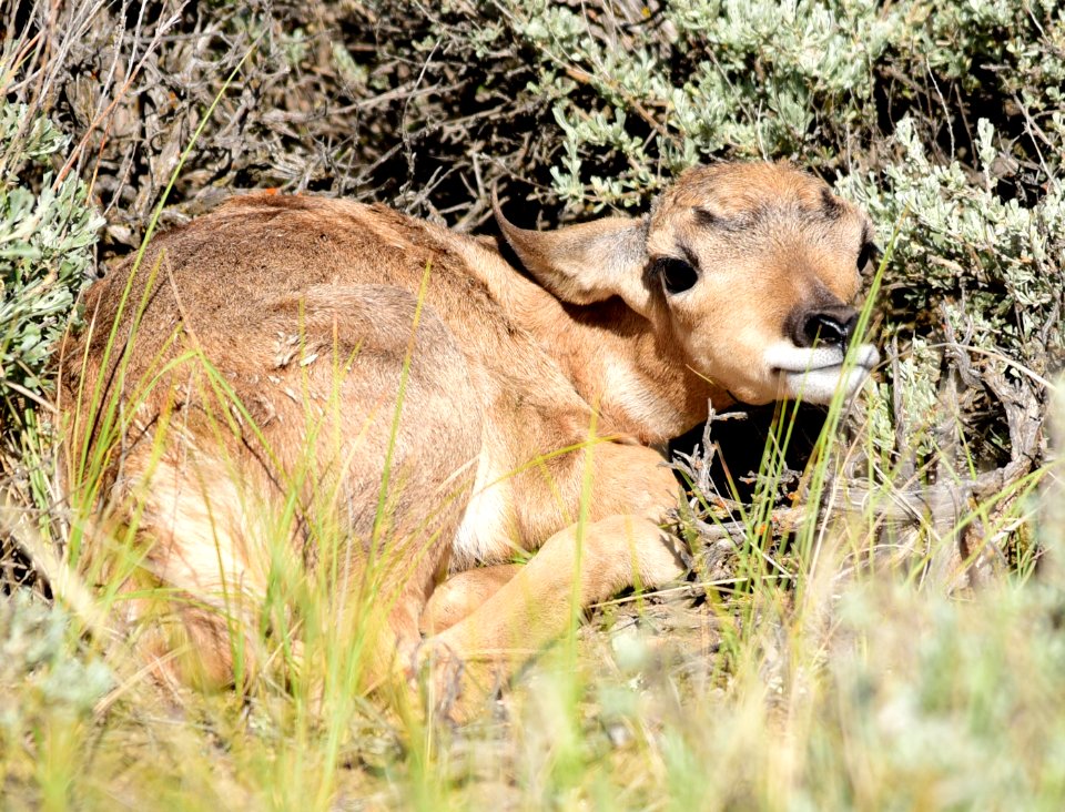 Pronghorn at Seedskadee National Wildlife Refuge