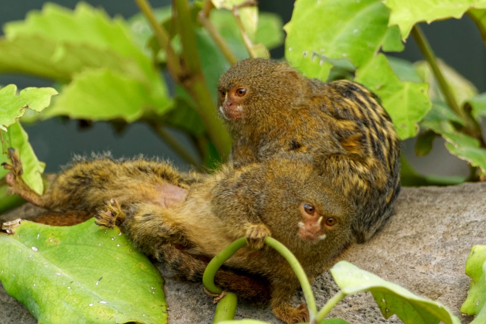 Pygmy Marmoset, Marwell Zoo