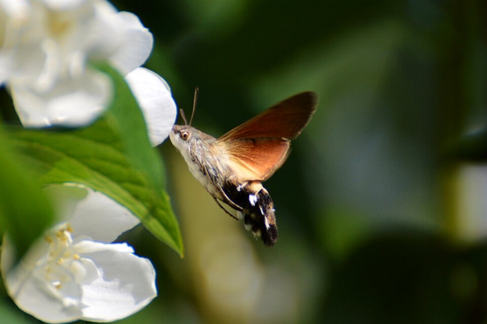 Insect wing flying
