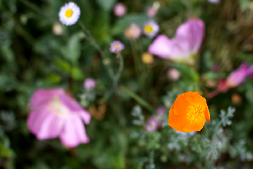 Hey, Flowers: It's OCTOBER!