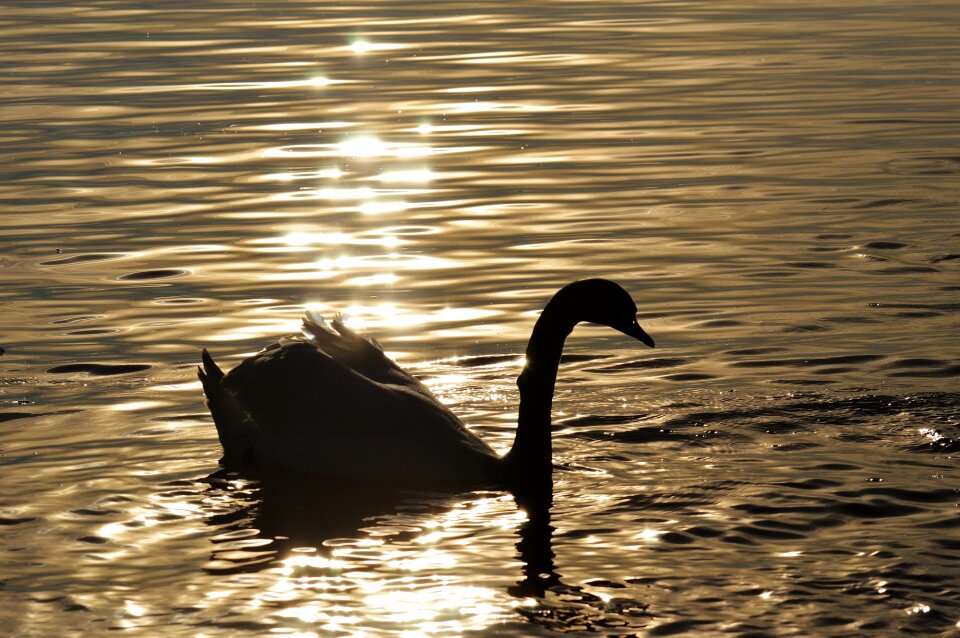 Lake constance animal world lake