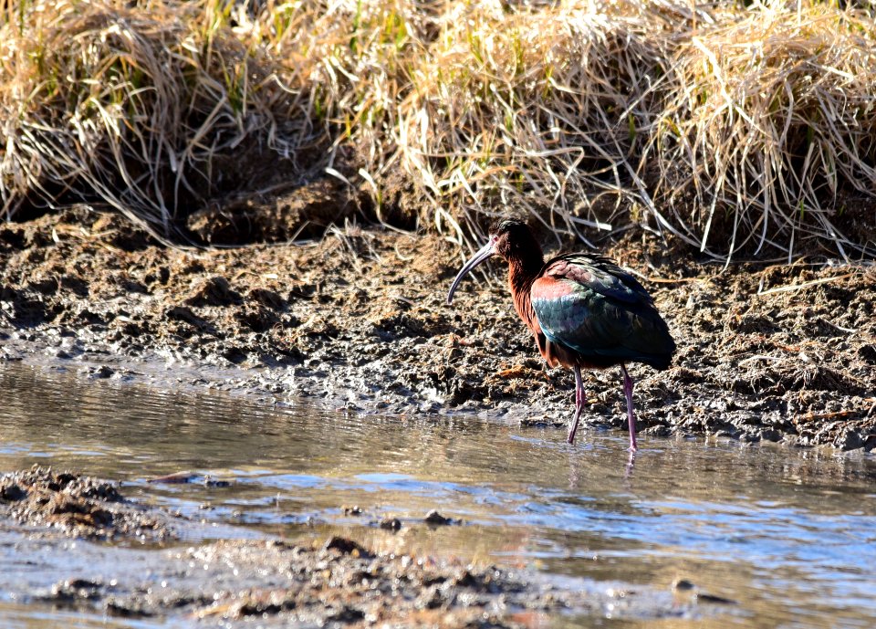 White-faced ibis at Seedskadee National Wildlife Refuge