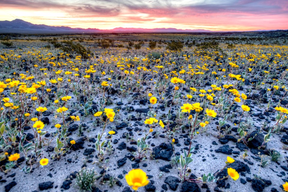 Amboy Crater photo