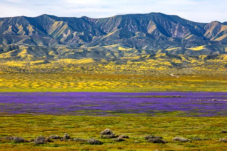 April 2019 Wildflowers at Carrizo Plain National Monument