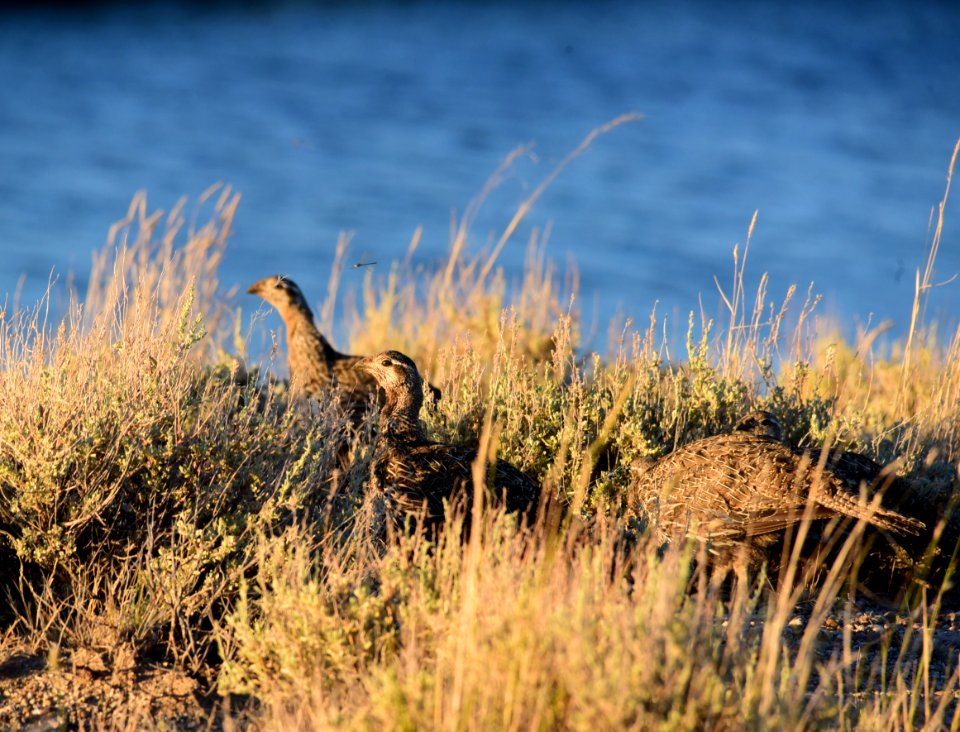 Greater sage-grouse at Seedskadee National Wildlife Refge