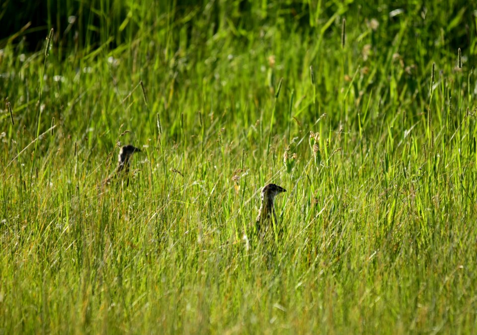 Greater sage-grouse at Arapaho National Wildlife Refuge