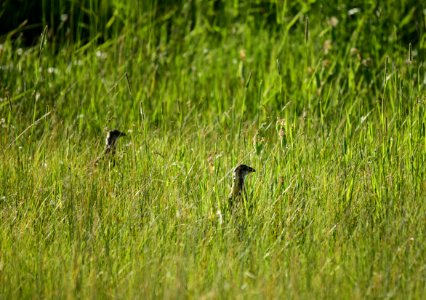 Greater sage-grouse at Arapaho National Wildlife Refuge