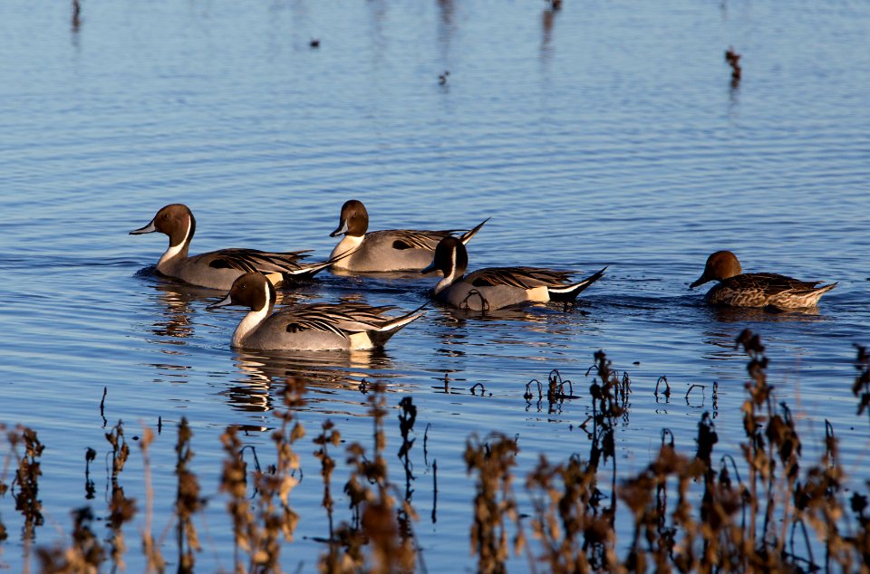 Cosumnes River Preserve
