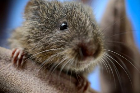 Amargosa vole