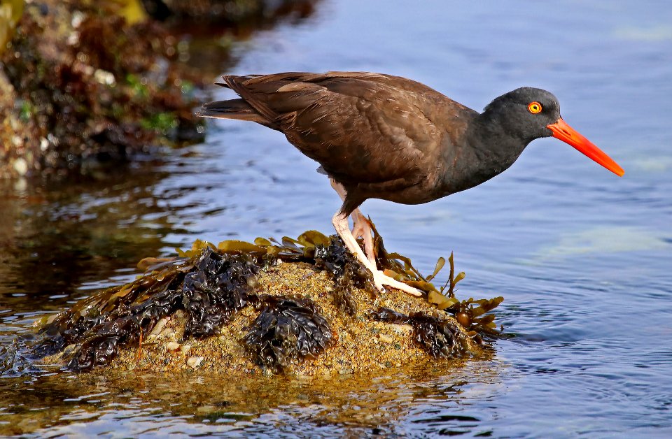 Black Oystercatcher at Pebble Beach