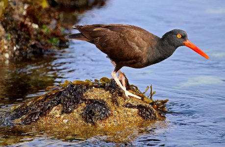 Black Oystercatcher at Pebble Beach