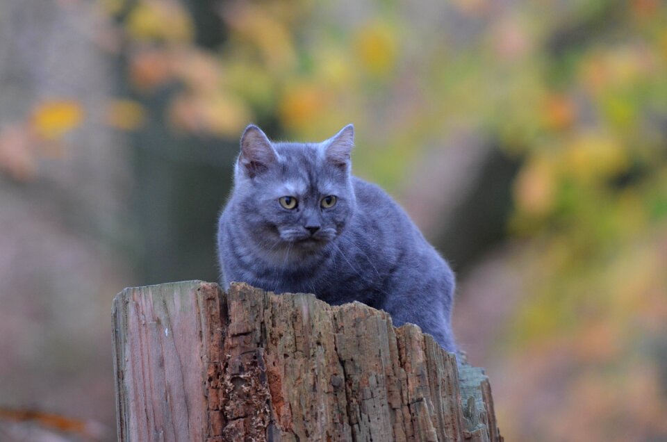 Tree young cat forest