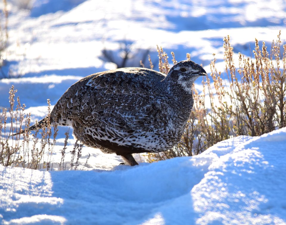 Greater sage-grouse at Seedskadee National Wildlife Refuge