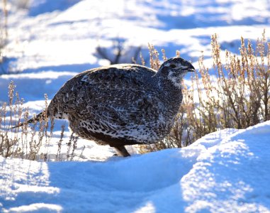 Greater sage-grouse at Seedskadee National Wildlife Refuge