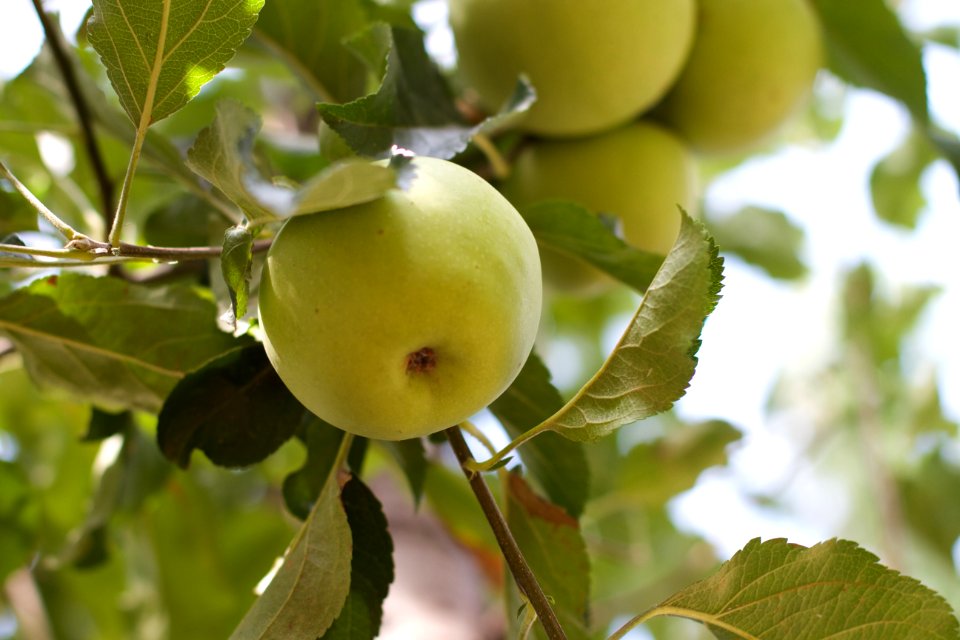The Green Apples Are Filled Out