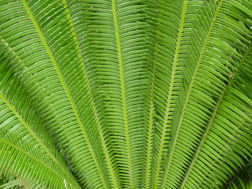 Background leaves foliage